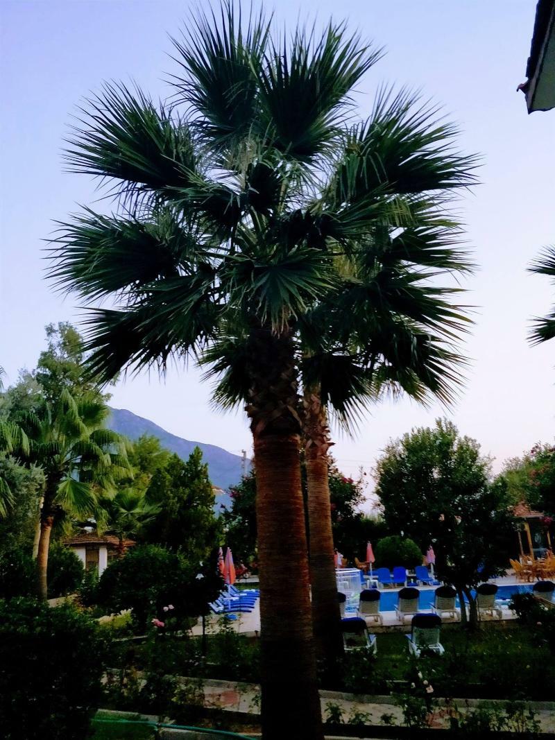 Gorkem Hotel & Apartments Ölüdeniz Exterior foto